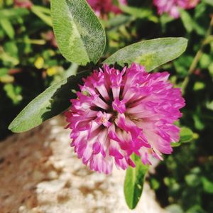 Close-up of pink flower blooming outdoors