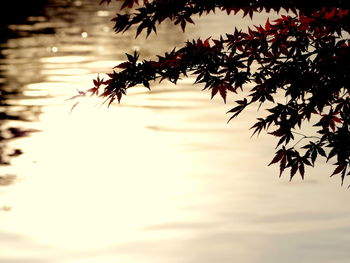 Close-up of tree against lake during sunset