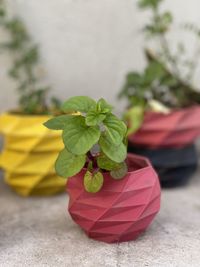 Close-up of potted plant