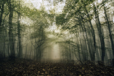 Blurred motion of trees in forest