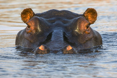 Close-up of turtle swimming in water