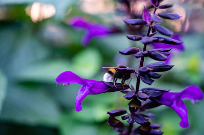 Close-up of bumblebee on pink flowering plant