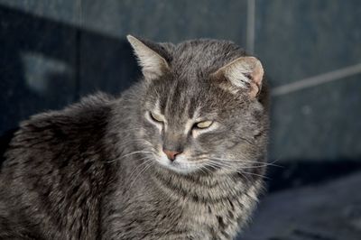 Close-up of a cat looking away