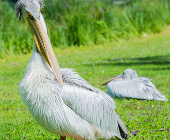 Red-ragged girly cultivates its soft plumage