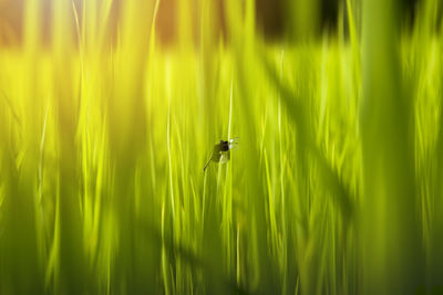 Close-up of a bird flying over grass