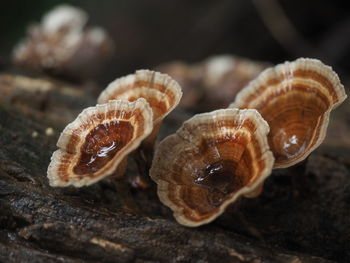 Close-up of seashell on wood