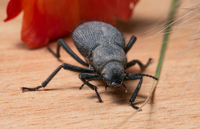 Close-up of insect