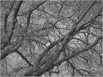 Low angle view of bare trees