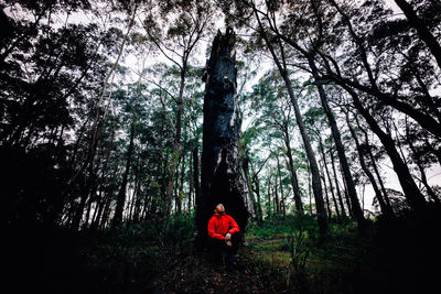 Trees in forest