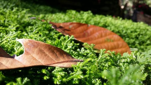 Close-up of leaves on plant