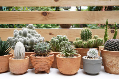 Potted cactus plants