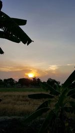 View of agricultural landscape against sunset sky