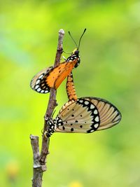 Close-up of butterfly perching on leaf