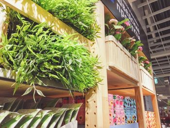 Potted plants on balcony