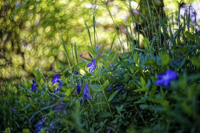 Close-up of flowers blooming on field