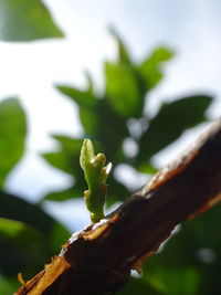 Close-up of plant against blurred background