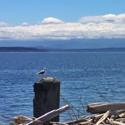 Seagull perching on railing