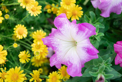Close-up of fresh purple flowering plants