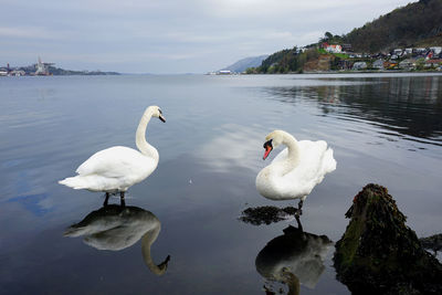 Swans standing in water at shoreline