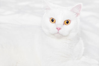 Close-up portrait of cat