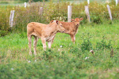 Two calf in a field