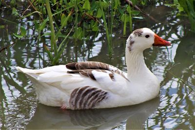 Close-up of duck swimming in lake