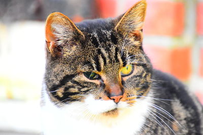 Close-up portrait of a cat