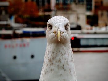 Close-up portrait of seagull