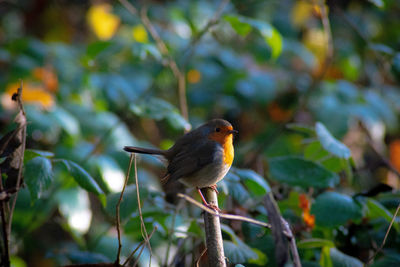 Bird perching on a tree