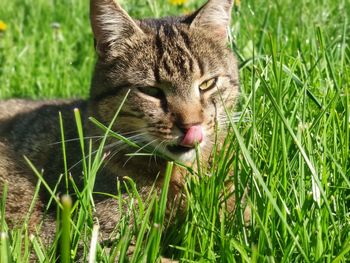 Close-up of cat on grass