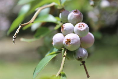 Close-up of berries growing on plant