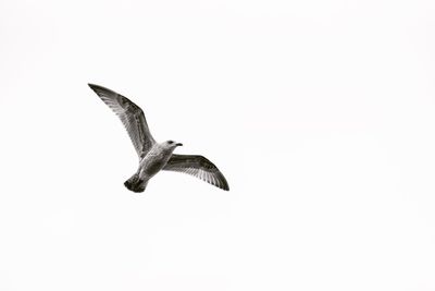 Low angle view of seagull flying