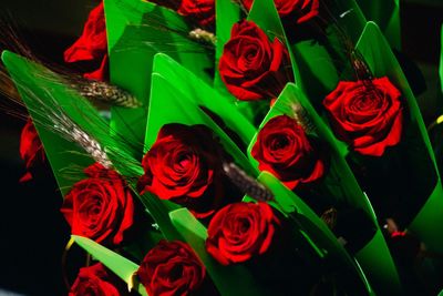 Close-up of red rose