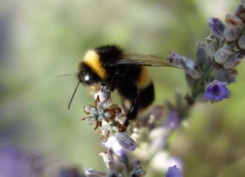 Close-up of insect on flower