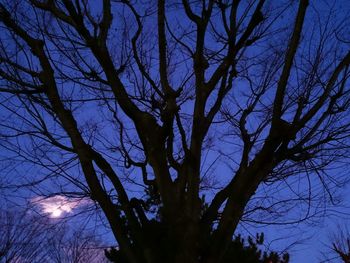 Low angle view of silhouette bare tree against sky