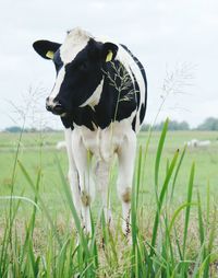 Portrait of cow standing on field