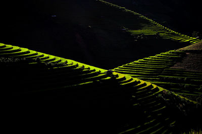 Scenic view of rice field