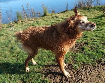 High angle view of wet dog at lakeshore against sky