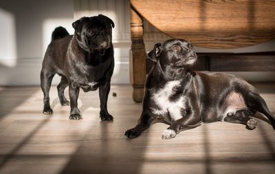 Dogs puppy on hardwood floor at home