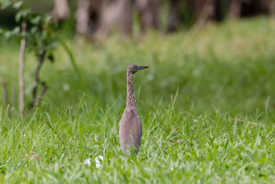 Close-up of bird on grassy field