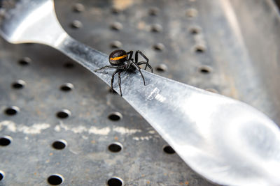 Close-up of fly on metal