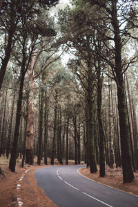 Road amidst trees in forest