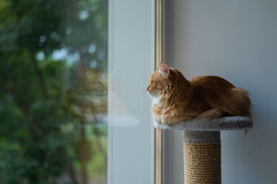 Close-up of cat looking through window