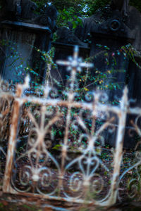 Close-up of plants growing on field