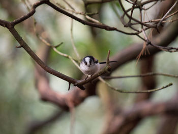 Close-up of bird perching on branch