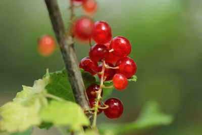 Close-up of red berries growing on tree