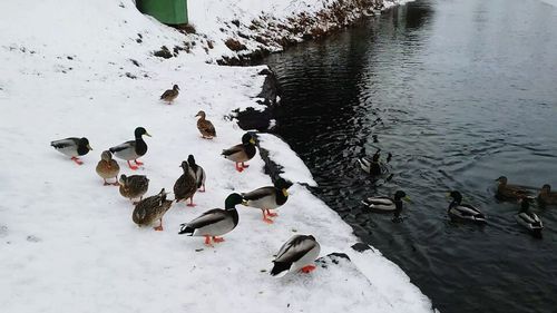 High angle view of swans on lake during winter