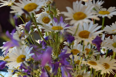 Close-up of purple flowers