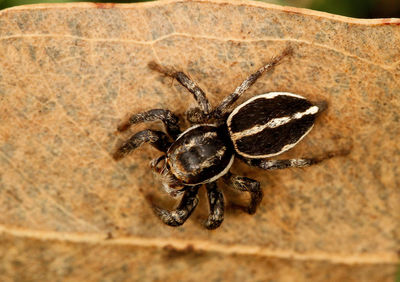 Close-up of spider