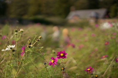 Close-up of cosmos flowers blooming on field